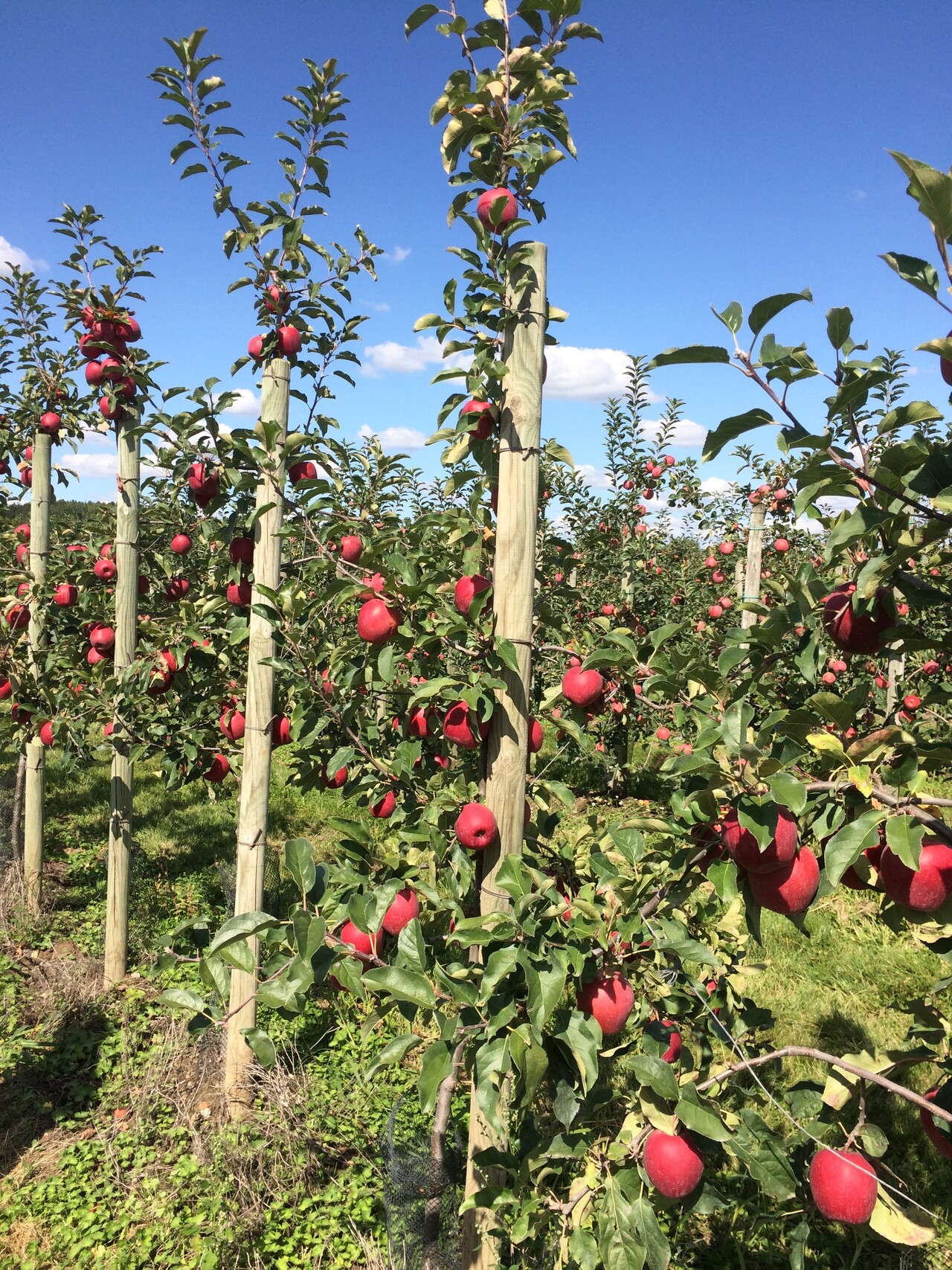Inobi X8543 Arbres 4